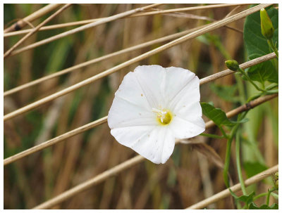 Convolvulus arvensis    