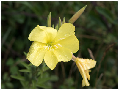 Oenothera biennis    