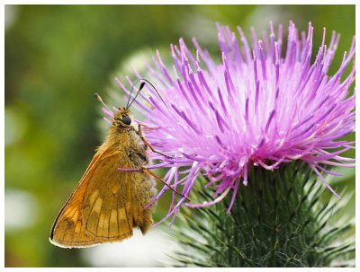 Ochlodes venata 