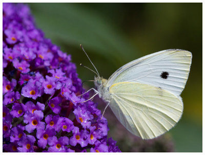 Pieris rapae  