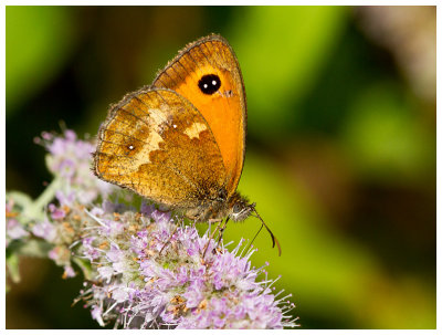 Pyronia tithonus 