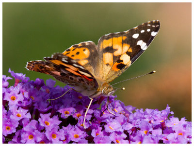 Cynthia cardui 