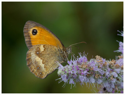 Pyronia tithonus 