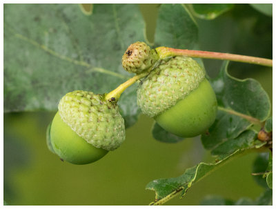 Quercus robur