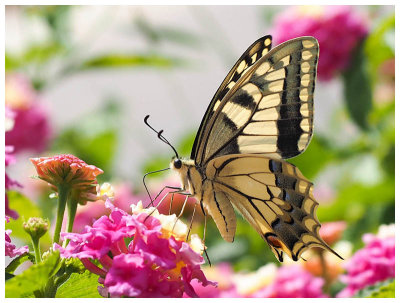 Papilio machaon    