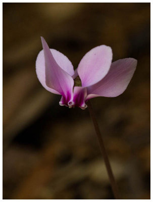 Cyclamen hederifolium 