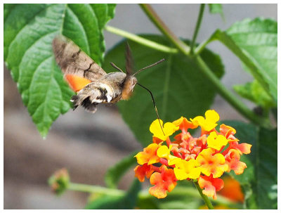 Macroglossum stellatarum  