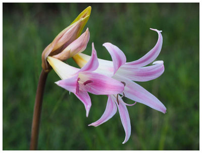 Amaryllis belladonna