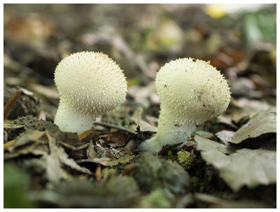 Lycoperdon perlatum  