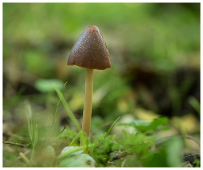 Psathyrella conopilus