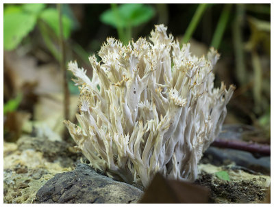Clavulina coralloides  