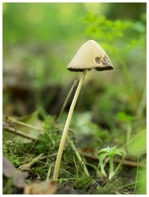 Psathyrella atrolaminata 