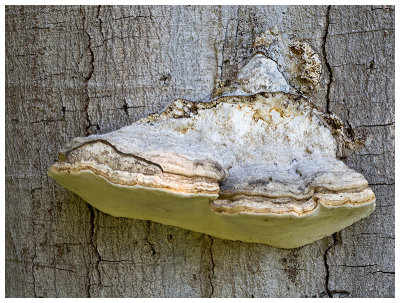 Fomes fomentarius 