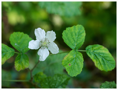 Rubus caesius  