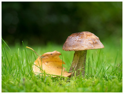 Leccinum scabrum  