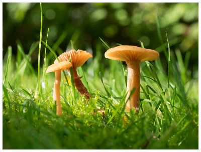 Laccaria laccata