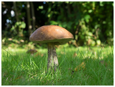 Leccinum scabrum  