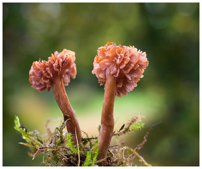 Laccaria tortilis