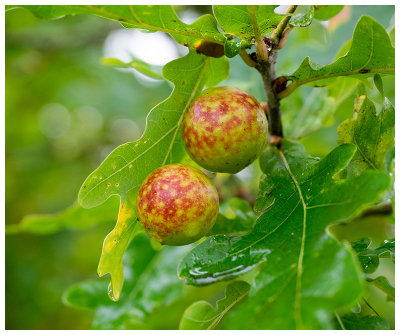 oak apples 