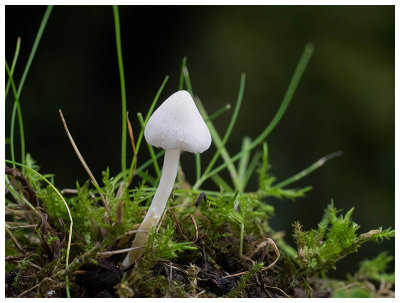 Inocybe geophylla  