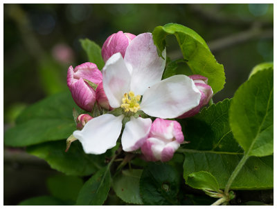 Apple blossoms