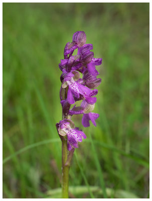 Anacamptis morio