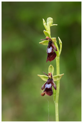  Ophrys insectifera