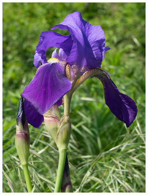 Iris germanica   