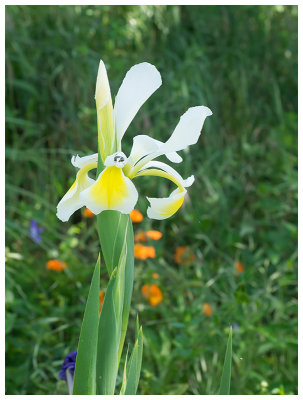 Iris sibirica alba   