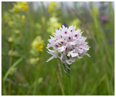 Neotinea tridentata