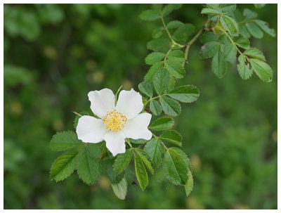 Rosa canina