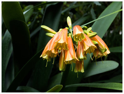 Clivia nobilis       