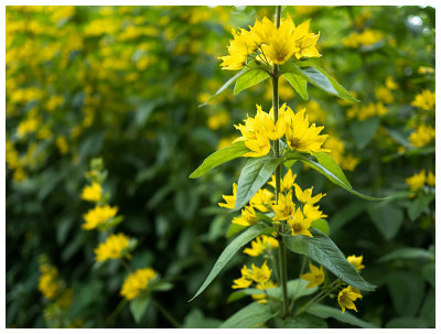 Lysimachia punctata