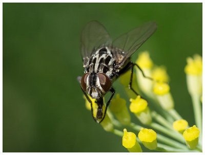 Graphomya maculata female