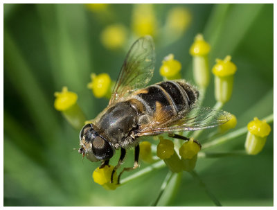 Eristalis tenax