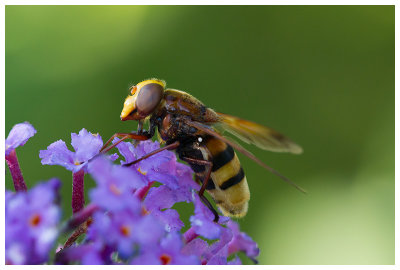 Volucella zonaria