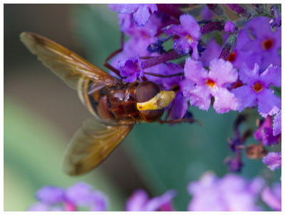 Volucella zonaria