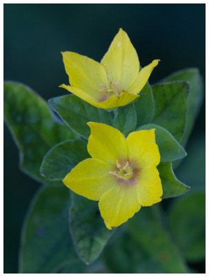 Lysimachia punctata