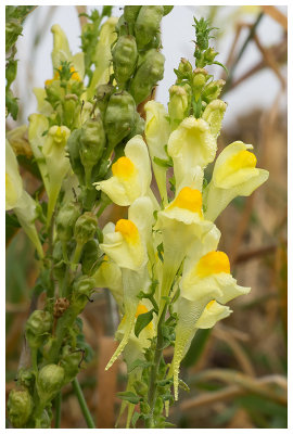 Linaria vulgaris  