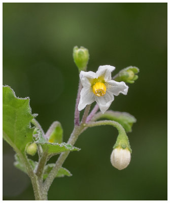 Solanum nigrum  