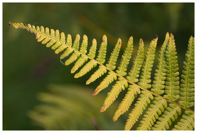 Athyrium filix-femina