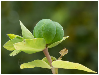 Euphorbia lathyris  