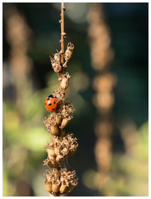 Coccinella septempunctata