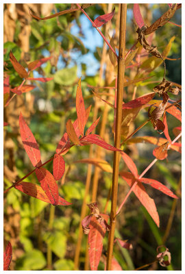 autumn colours