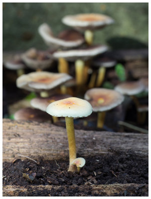 Hypholoma fasciculare     