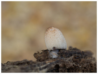 Coprinus xanthotrix