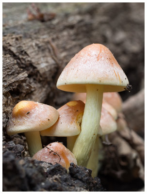 Hypholoma sublateritium