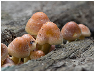 Hypholoma sublateritium  