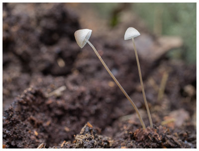 Mycena vitilis