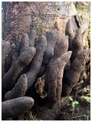 Xylaria polymorpha